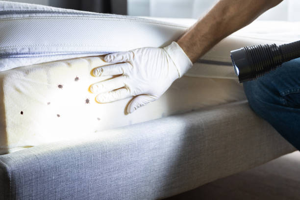 Best Ant Control Services  in Whitney, TX