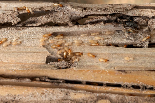  Whitney, TX Pest Control Pros
